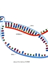 DNA与RNA
